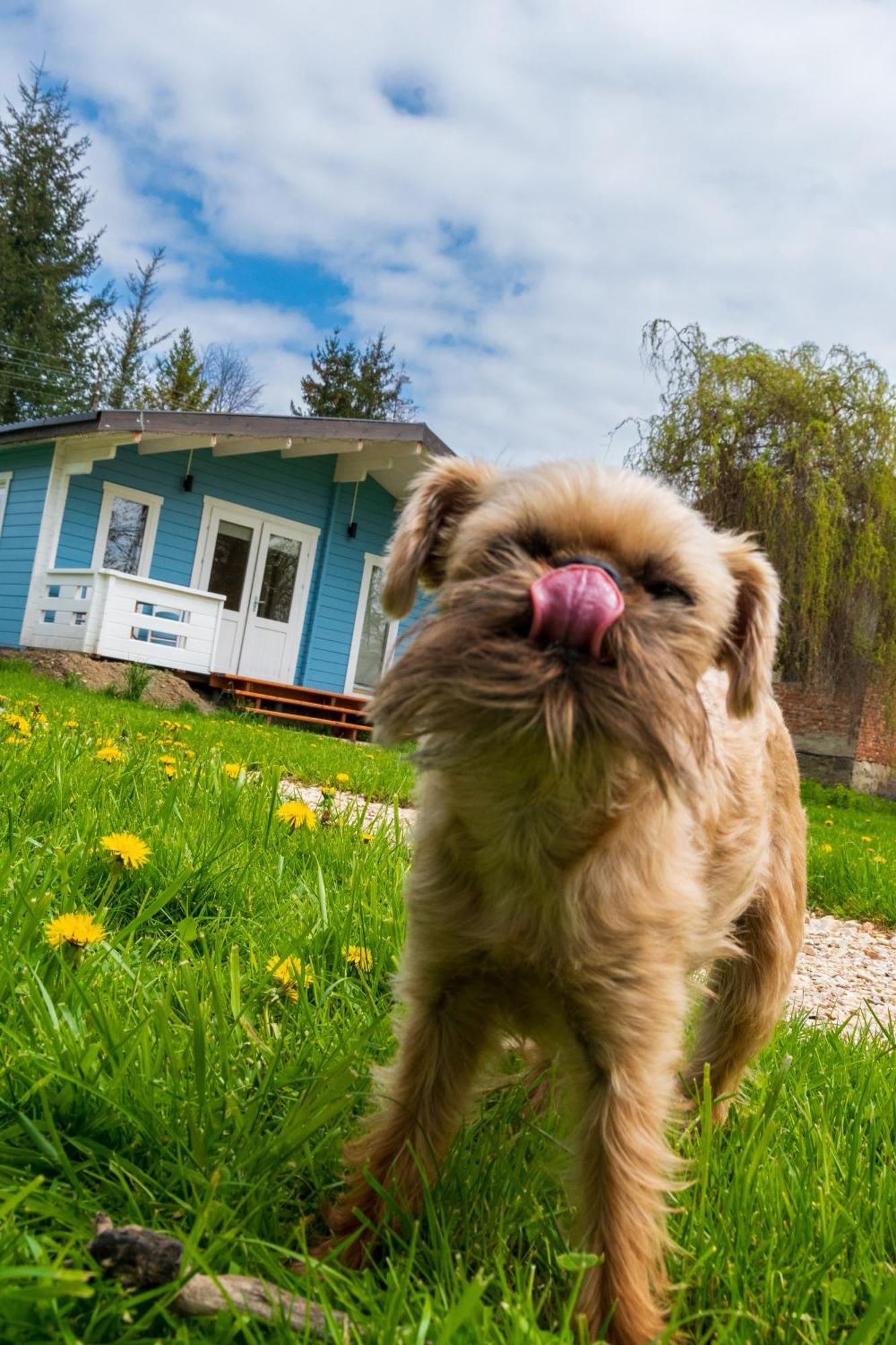 Domek Caloroczny Na Wylacznosc Niebieska Osada Nad Gorskim Potokiem Stary Waliszow Exterior foto